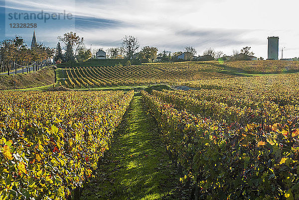 Südwestfrankreich  Weinberg der g.U. Graves  Weinbergsreihen im Herbst in Budos. Obligatorischer Kredit: PDO Wein Graves Weinberg