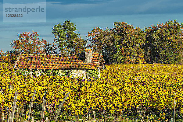 Südwestfrankreich  Weinberg der g.U. Sauternes  Chateau Lafaurie-Peyraguey  Erstes Wachstum ''1er Grand cru classe''. Obligatorischer Kredit: Schloss Lafaurie-Peyraguey