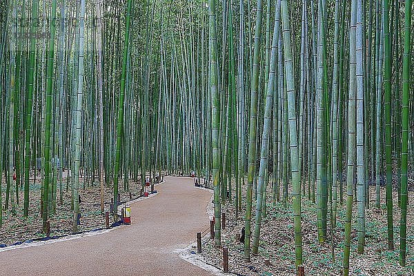Japan  Kyoto-Stadt  Arashiyama Bambu-Hain