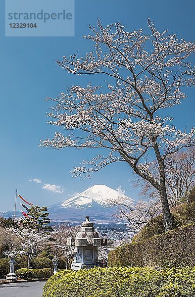 Japan  Gotemba Stadt  Kirschblüten und Berg Fuji