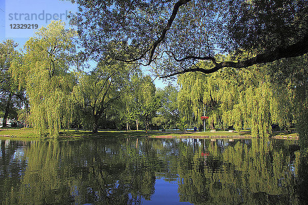 Kanada  Ontario  Toronto  Island Park  Bäume  See
