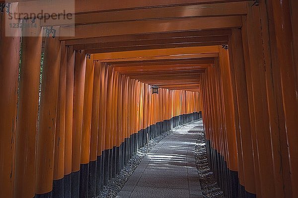 Japan  Kyoto-Stadt  Fushimi-Inari Taisha-Schrein  Toriies