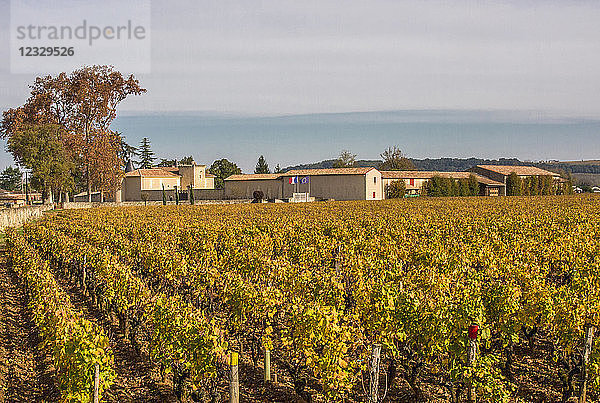 Südwestfrankreich  g.U. Weinberg Sauternes  Chateau Coutet  Erstes Wachstum ''Premier grand cru''. Obligatorischer Kredit: Schloss Coutet