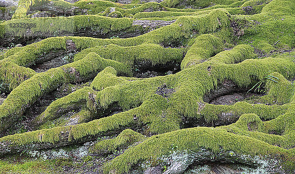 Japan  Kyoto  moosbewachsene Baumwurzeln  Garten