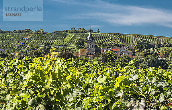 Frankreich  Grand Est  Marne  Ville Dommange inmitten der Weinberge  Coteaux de Champagne