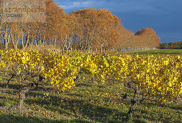 Südwestfrankreich  g.U.-Wein Sauternes  Weinberge von Chateau Guiraud  Erstes Wachstum ''1er Grand cru''  biologische Landwirtschaft. Obligatorischer Kredit: Schloss Guiraud