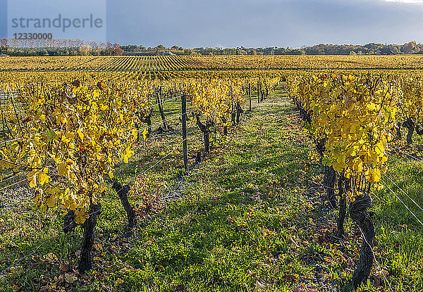 Südwestfrankreich  Weinberg der g.U. Sauternes  Weinbergsreihen der Weinberge von Chateau Guiraud  Erstes Wachstum ''1er Grand cru''  biologischer Anbau. Obligatorischer Kredit: Schloss Guiraud