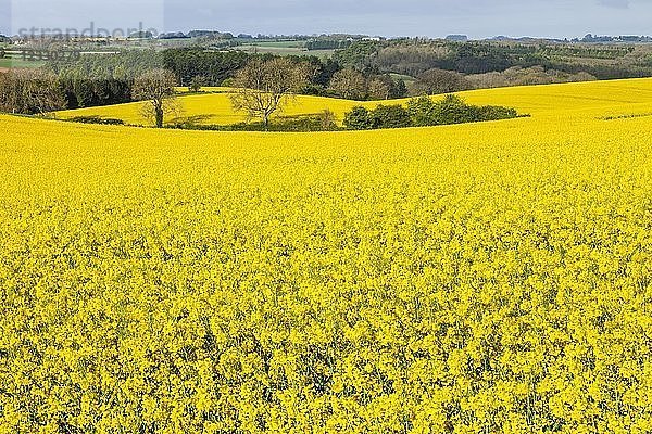 England  Cotswolds  Gloucestershire  Rapsfelder bei Upper Slaughter