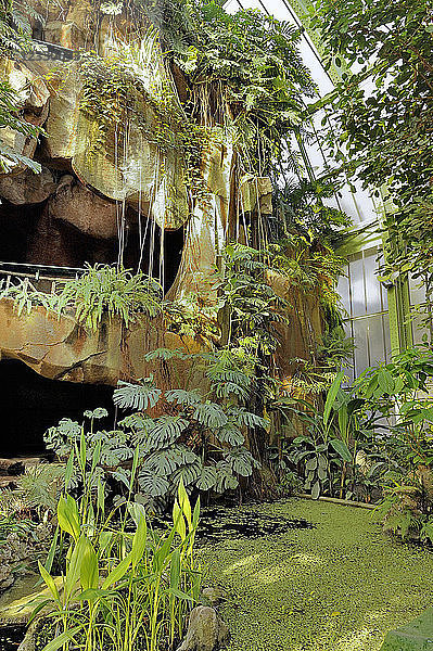 Frankreich  Ile de France  Paris  5. Bezirk  Wasserfall des Regenwald-Gewächshauses im Jardin des Plantes