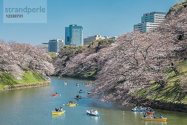 Japan  Tokio Stadt  Kudanshita Gebiet  Kirschblüten