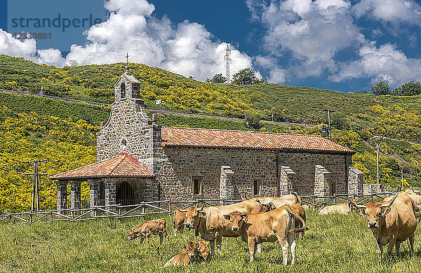 Spanien  Nationalpark Los Picos de Europa  Provinz León  Kühe vor einer Kapelle in Llanos-de-Valdeón