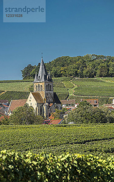 Frankreich  Grand Est  Marne  Ville Domanche inmitten der Weinberge  Coteaux de Champagne