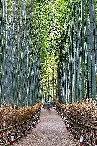 Japan  Kyoto-Stadt  Arashiyama Bambu-Hain