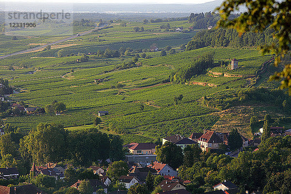 Frankreich  Franche Comte  Departement Jura (39)  Arbois  Weinberg Arbois