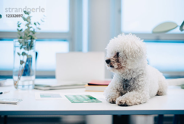 Dog sitting on desk at creative office