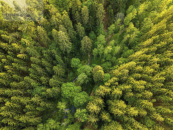 Germany  Bavaria  Aerial view of forest