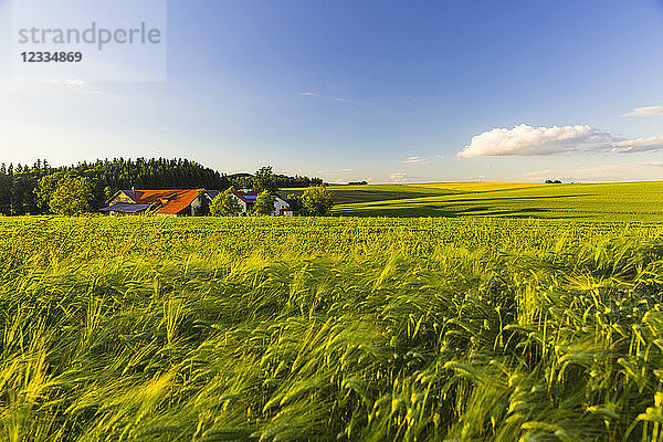 Austria  Innviertel  field