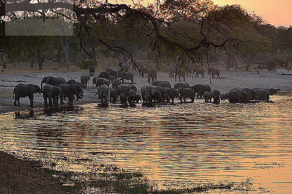 Africa  Namibia  Bwabwata National Park  Kwando Core Area  Horseshoe  Kwando river  herd of elephants in the evening  Loxodonta africana