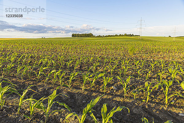 Austria  Innviertel  field with plants