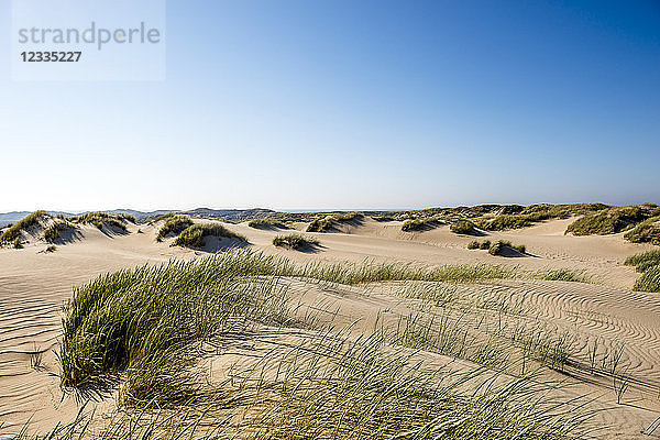 Germany  Schleswig-Holstein  Sylt  sand dunes