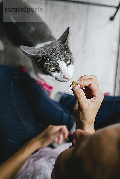 Woman feeding a gray female cat at home