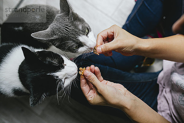 Woman feeding two cats at home