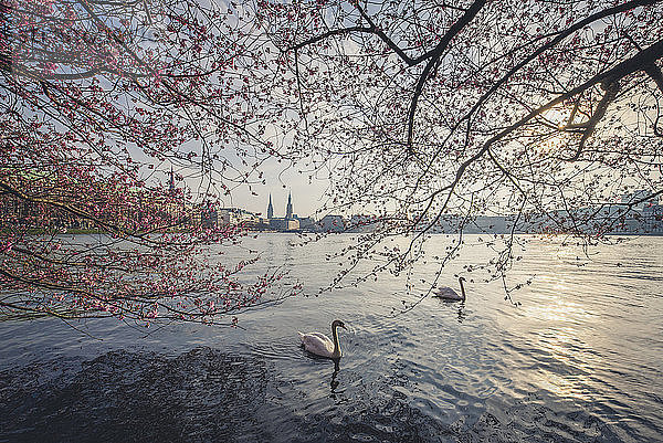 Germany  Hamburg  Germany  Hamburg  blossoming cherry tree at Binnenalster  swimming mute swans