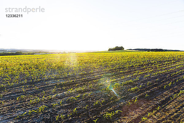 Austria  Innviertel  field against the sun