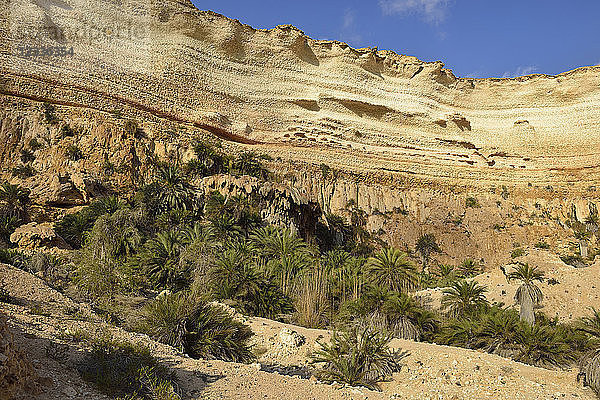 Oman  Dhofar  limestone canyon of Wadi Shuwaymiyah