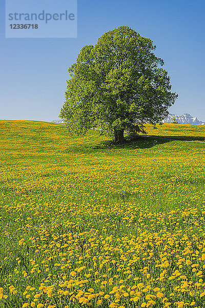 Germany  Bavaria  Fuessen  flowering meadow with dandelions and common oak