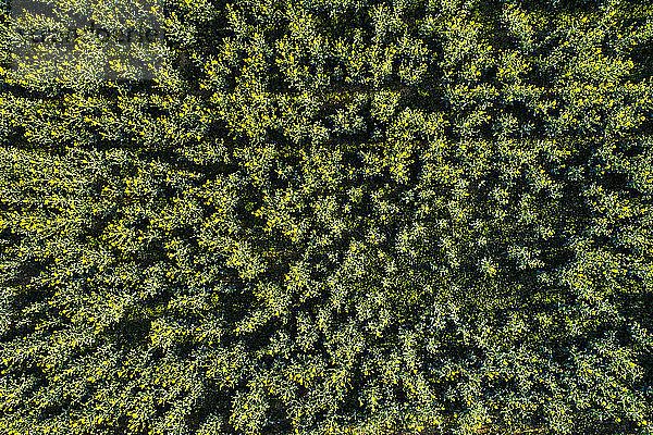 Germany  Baden-Wuerttemberg  Swabian Alb  Aerial view of Schurwald in spring