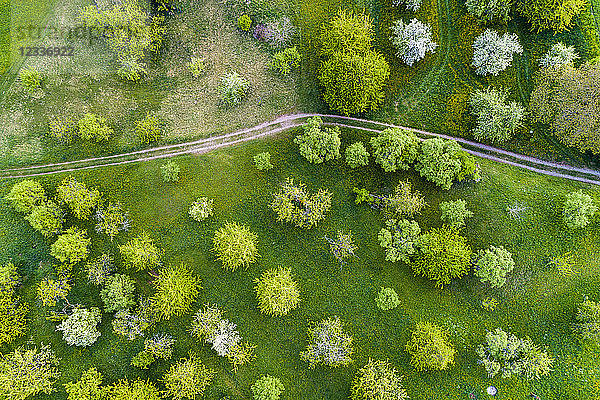 Germany  Baden-Wuerttemberg  Swabian Franconian forest  Rems-Murr-Kreis  Aerial view of meadow with scattered fruit trees and dirt road