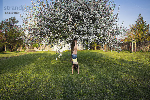 Back view of girl doing handstand in garden in front of blossoming apple tree