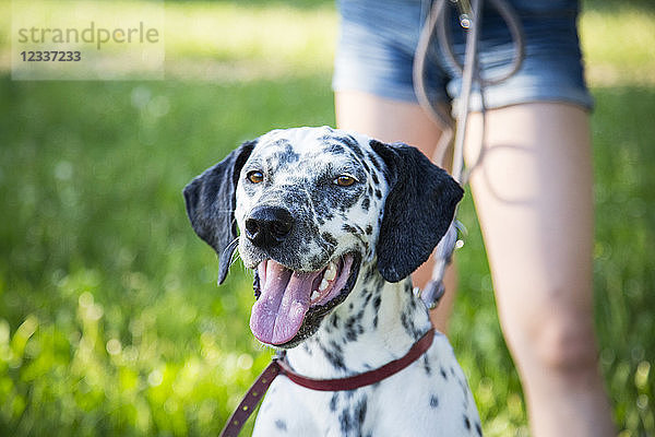 Portrait of Dalmatian in the garden with girl in the background