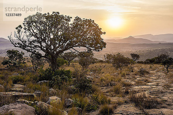 Africa  South Africa  Mpumalanga  Panorama Route  Blyde River Canyon Nature Reserve at sunset