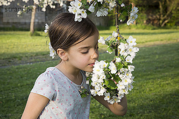 Little girl smelling apple blossom