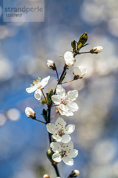 Twig of flowering plum  close-up