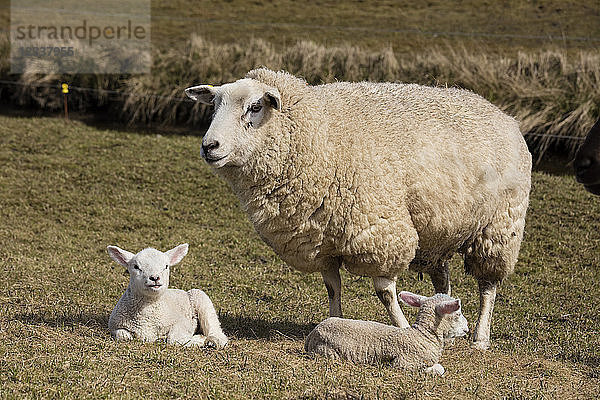 Germany  Schleswig-Holstein  North Frisia  sheep and lambs