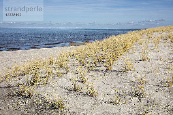 Germany  Schleswig-Holstein  North Frisian Islands  Sylt  List  dune and marram grass