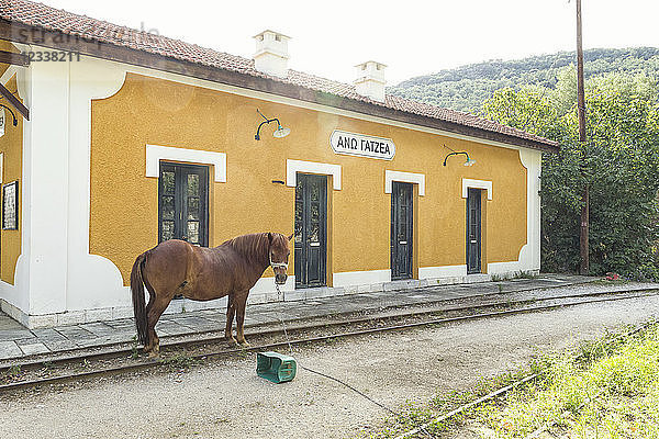 Greece  Pilion  Ano Gatzea  horse standing in front of train station of Narrow Gauge Railway