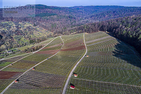 Germany  Baden-Wurttemberg  Rems Valley  Vineyards at Gundelsbach valley