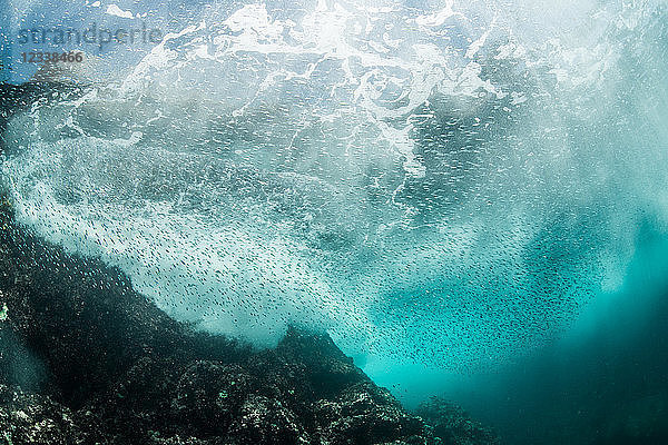 Silberside-Sardinen schwimmen in der Nähe von Wellenbrechern  Puerto Vallarta  Jalisco  Mexiko