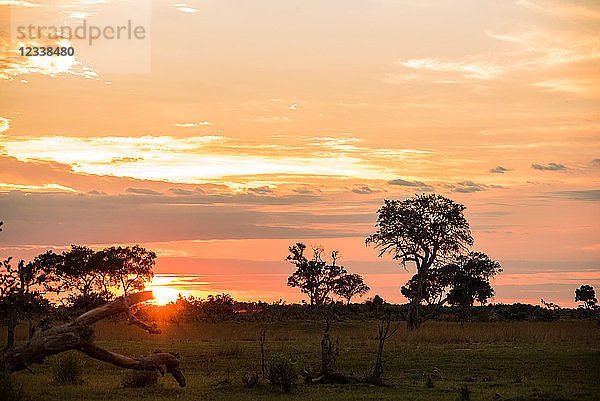 Dramatischer orangefarbener Himmel bei Sonnenuntergang  Okavango-Delta  Botswana