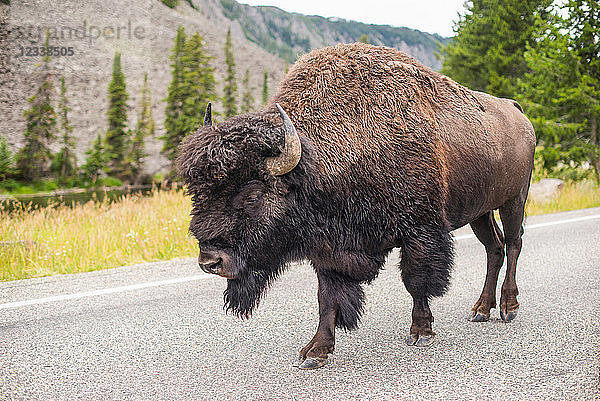 Bisons gehen auf der Strasse  Yellowstone-Nationalpark  Wyoming  USA