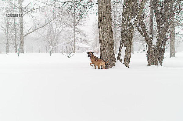 Hund im Schnee  Bath  Kanada