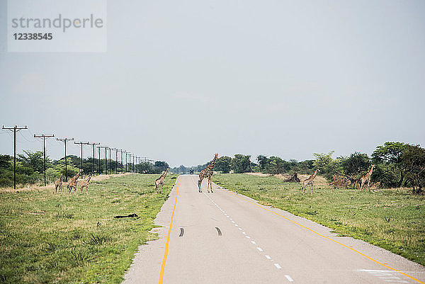 Giraffen auf dem Weg ins Okavango-Delta  Botswana