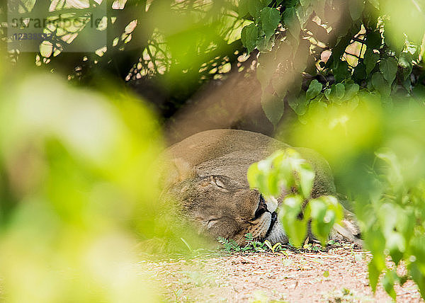 Löwe rastet unter einem Baum  Chobe-Nationalpark  Botswana