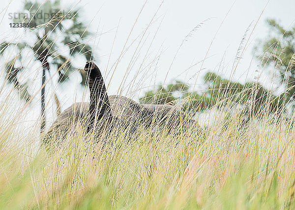 Elefant im hohen Gras  Okavango-Delta  Botswana