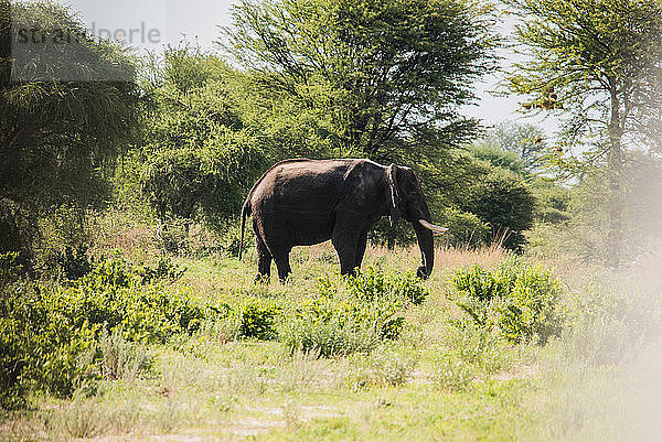 Elefant  Chobe-Nationalpark  Botswana