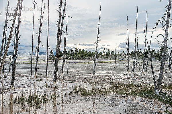 Tote Bäume und Mineraliensee  Yellowstone-Nationalpark  Wyoming  USA